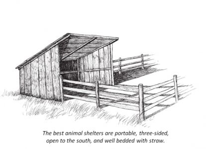 The Best Animal Shelters for Small Livestock Image